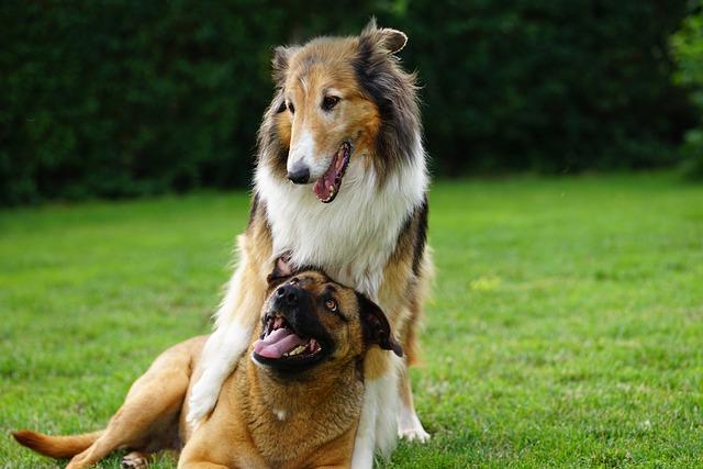 Understanding Canine Play: Recognizing Healthy Roughhousing