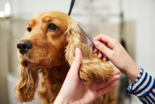 Is Nail Clipping Painful for Dogs