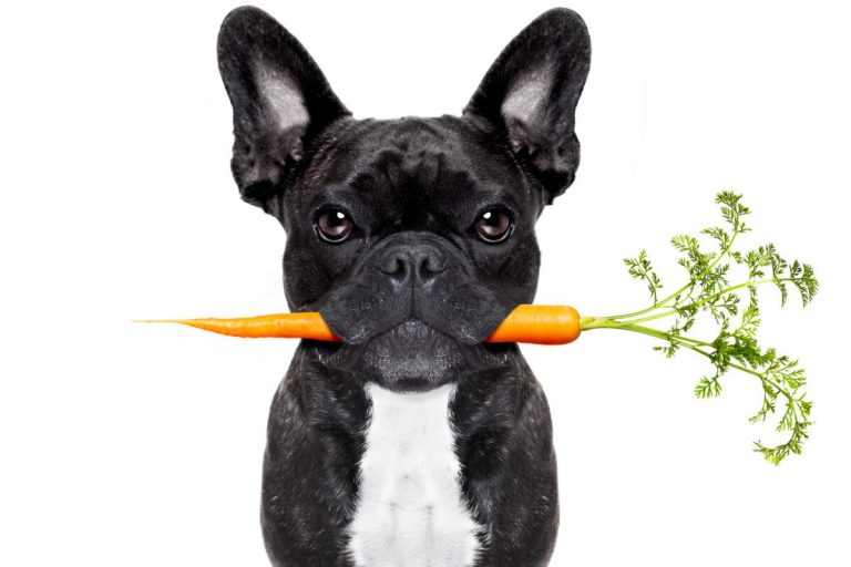 Can dogs have an all vegetarian diet safely