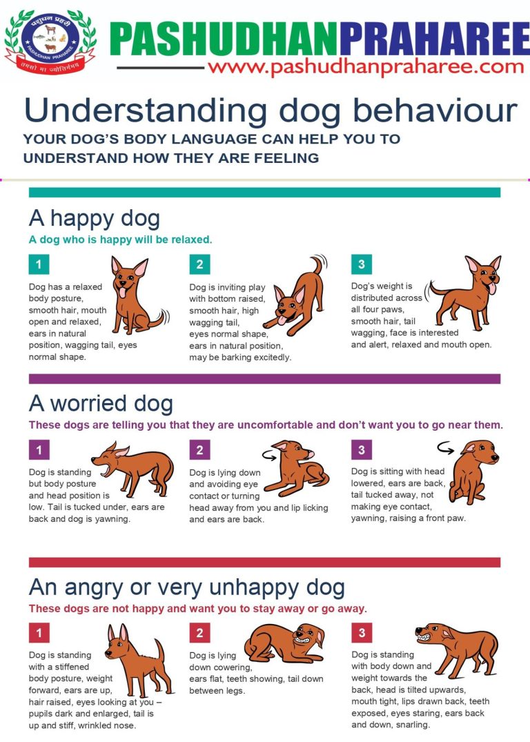 How to Prevent Common Behavioral Issues in Dogs