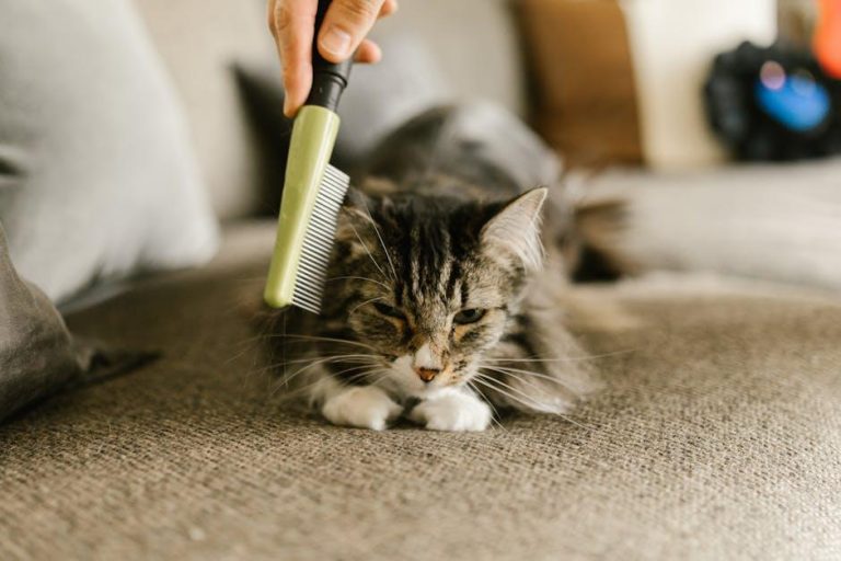 How to groom a long haired dog without causing mats