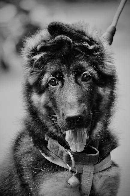 Leash Training 101: How to Walk Your Dog with Ease