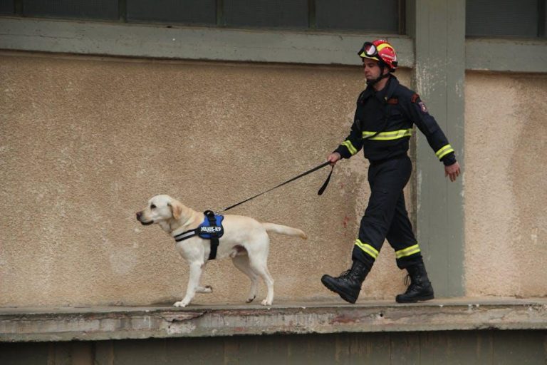 How to Train a Rescue Dog with a Difficult Past