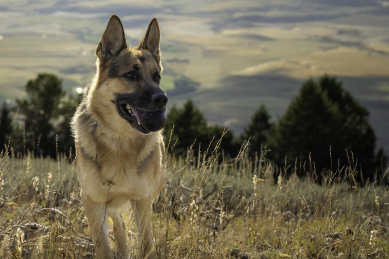 How to Teach Your Dog to Play Fetch