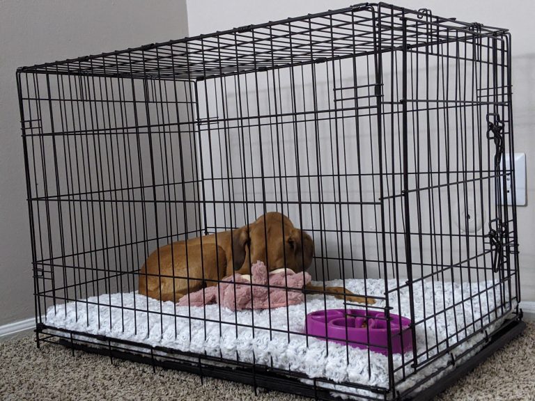 Effective crate training methods for anxious dogs