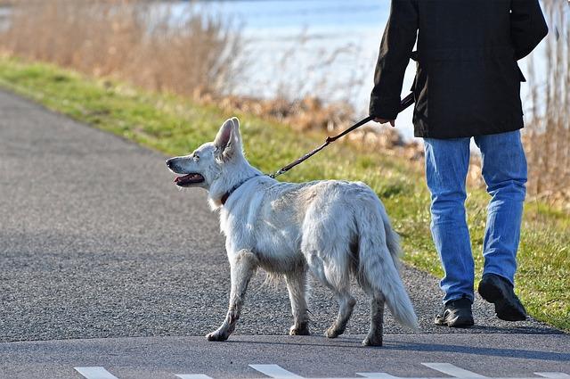 Teaching Your Dog to Walk Off Leash Safely