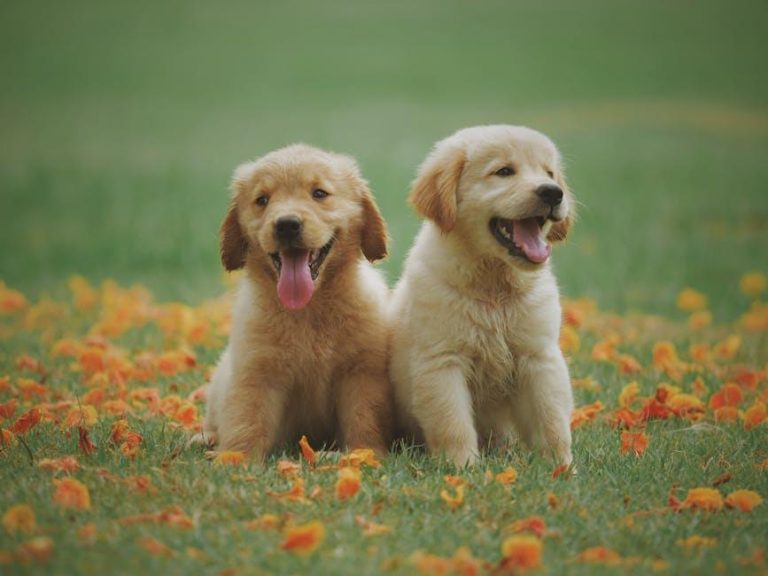 How to safely introduce dogs to new environments