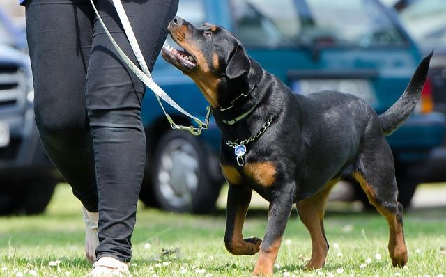 The best ways to train dogs using positive reinforcement