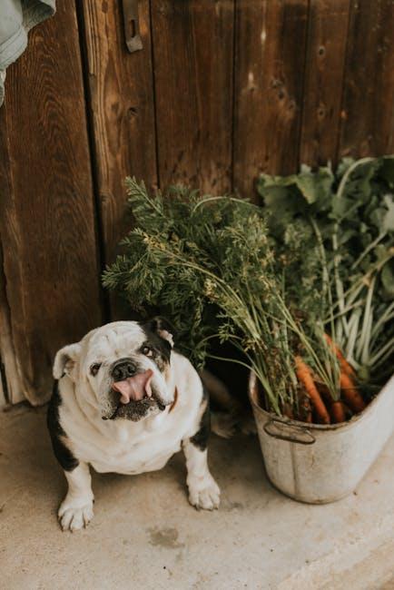 Practical Tips for⁤ Transitioning Your Senior⁢ Dog to ⁢a New⁢ Diet