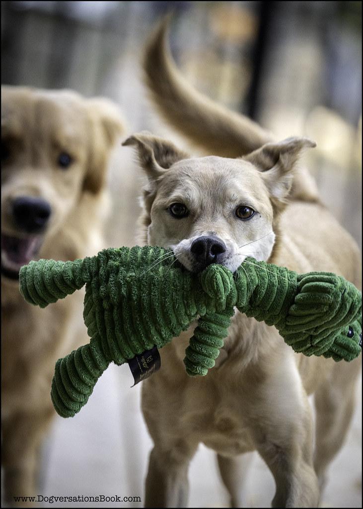 Personalized Picks: Matching Toy Types to Your Dog’s Play Style