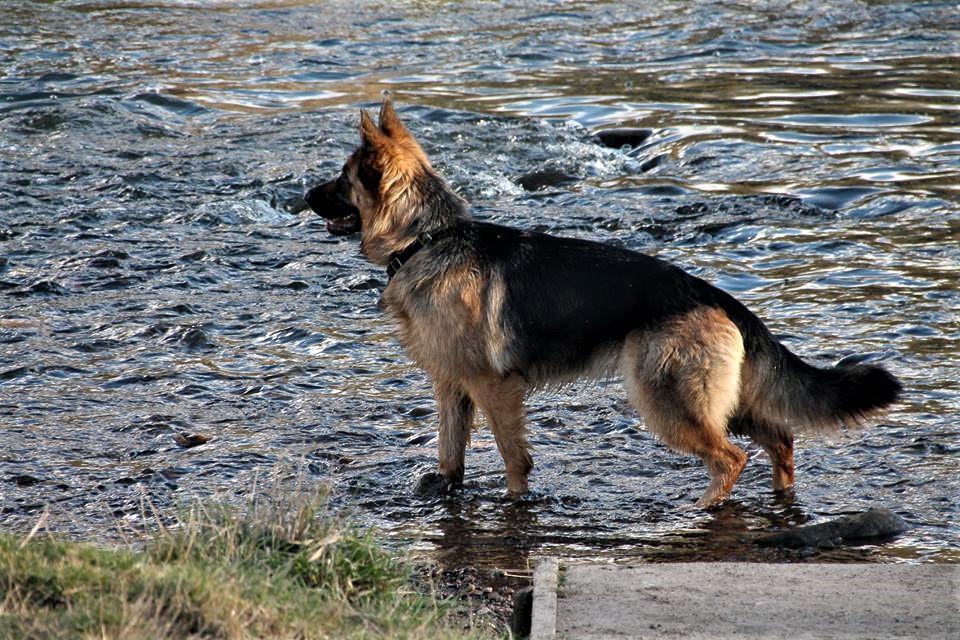 How to Choose the Best Anti-Inflammatory Diet for Your Dog