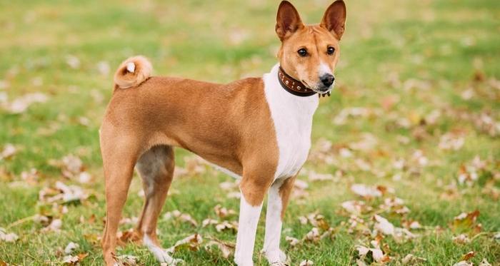 Step-by-Step Guide to Bathing and Brushing Short-Coated Breeds