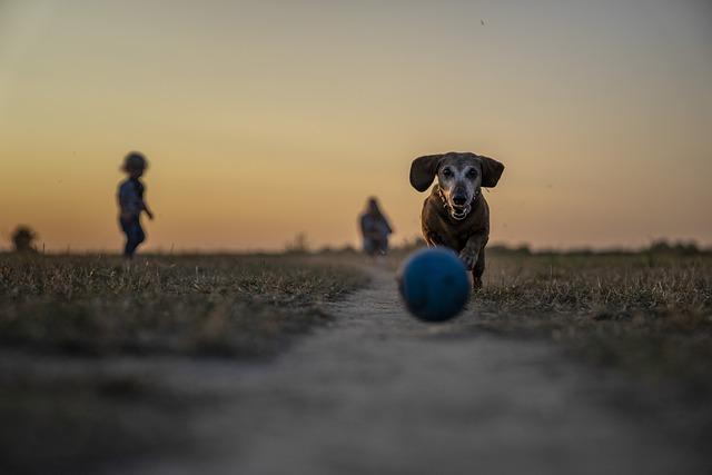 Fun Water Games for Dogs During Summer