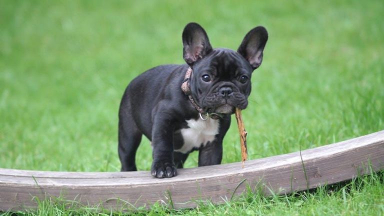 How to Prevent Biting in Puppies