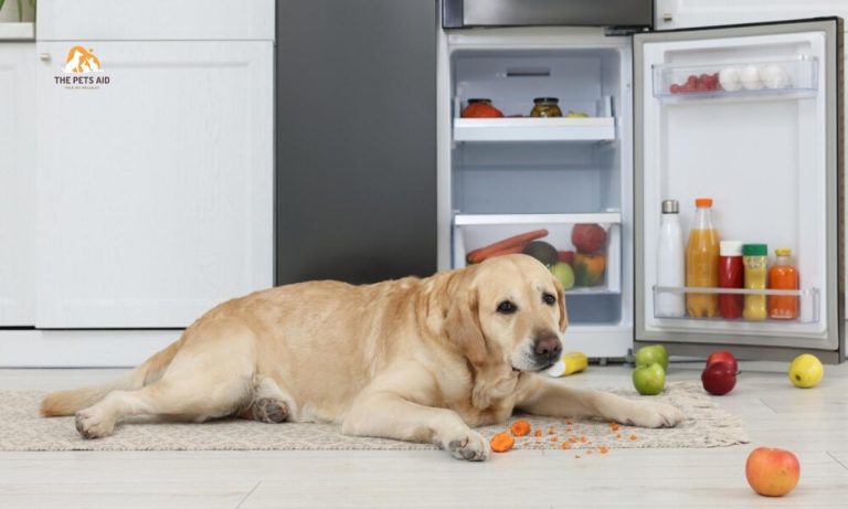 What are the best probiotics for a dog’s digestion