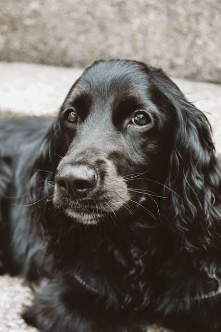 How to groom a dog with a double coat during shedding season