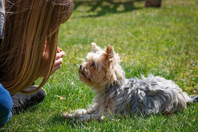 Training a dog to stop lunging at other dogs during walks
