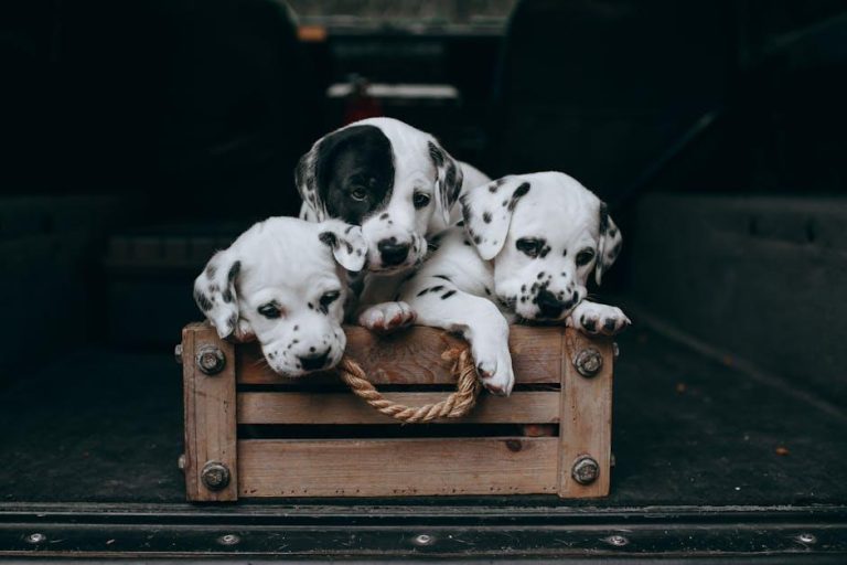 How to crate train a puppy while housebreaking
