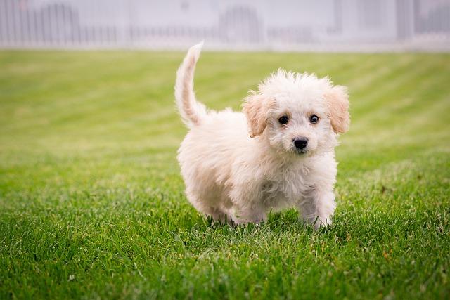 Creating a Safe and Stimulating Environment‌ for Your Puppy
