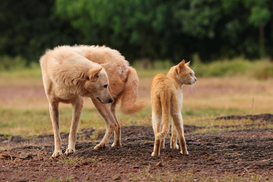 Ensuring Safety and Comfort During Dog Interactions