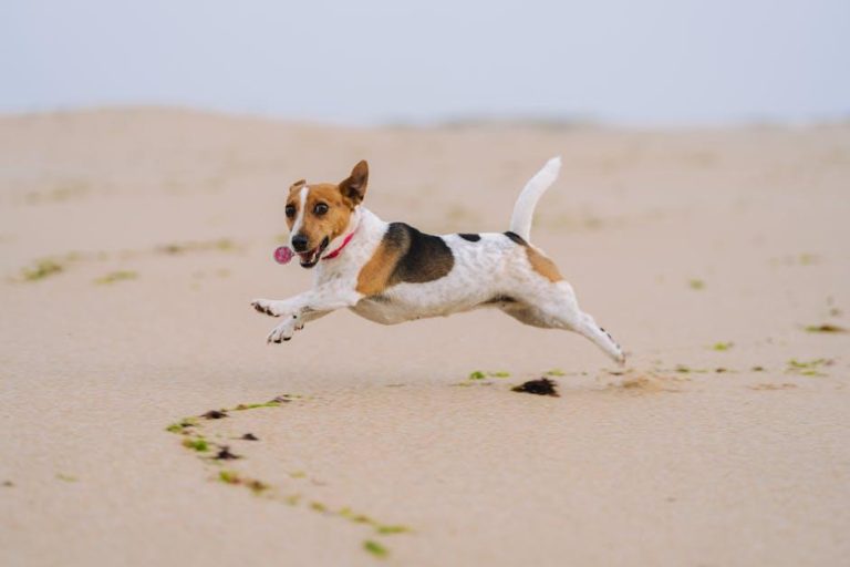 The Benefits of Playing Fetch with Your Dog