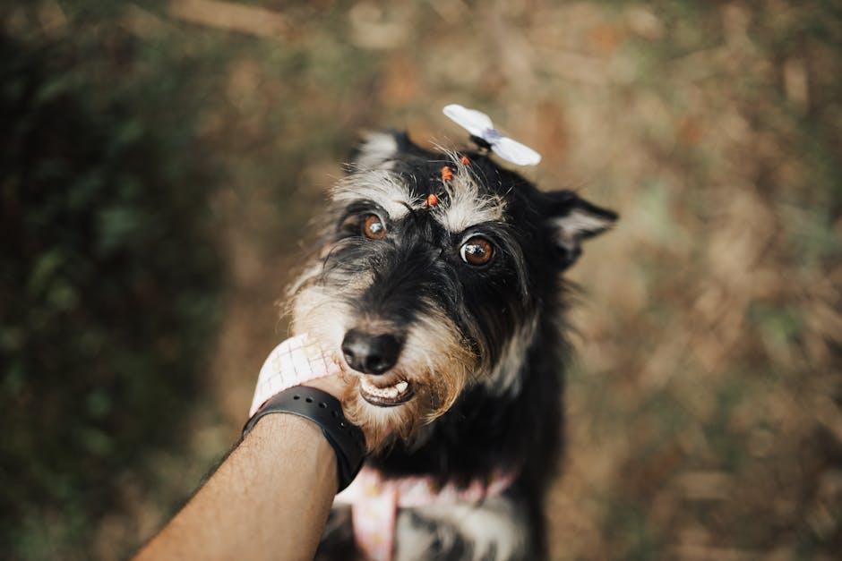 Creating a Calm Environment for a Stress-Free Grooming Session