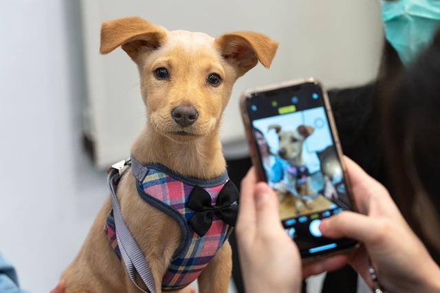 Should You Adopt a Dog if You Work Full Time