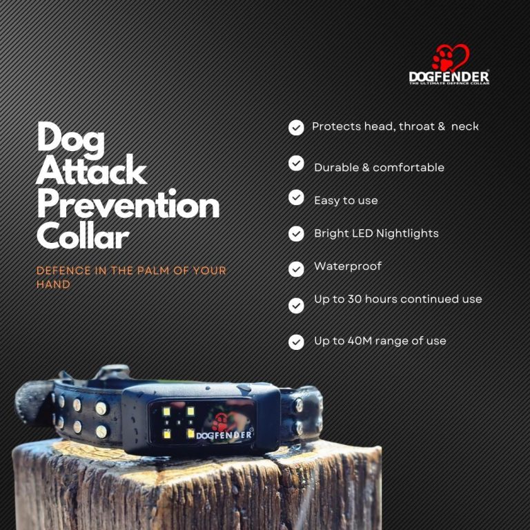 Best Ways to Secure Your Dog’s Collar and Tags