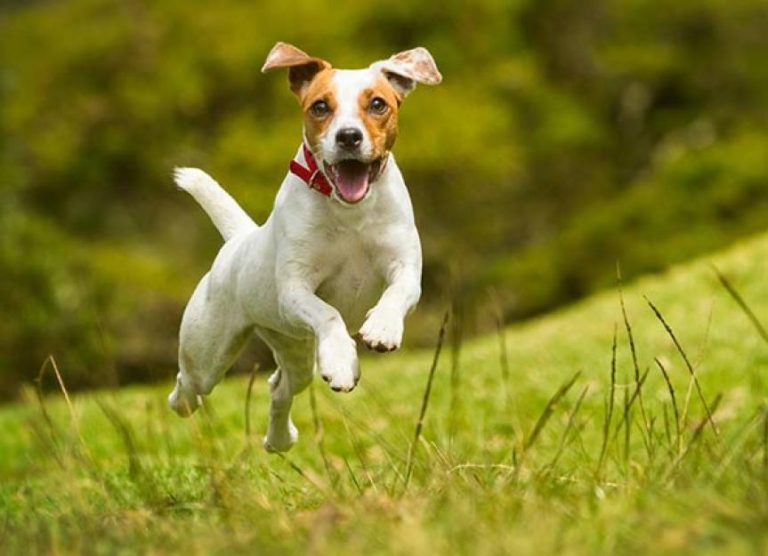 Best Toys for High Energy Dogs
