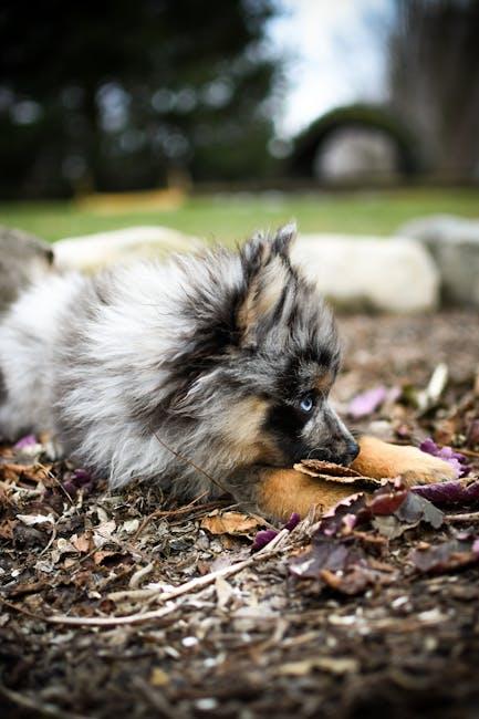 How to Manage Your Dog’s Seasonal Shedding