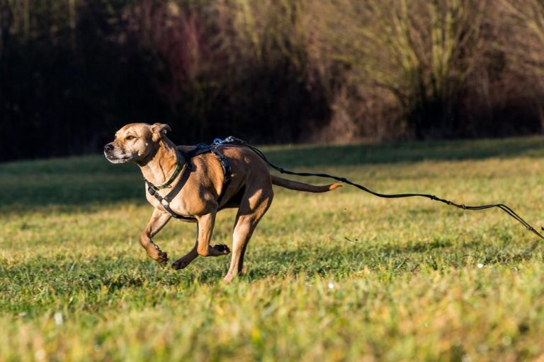 How to Prevent Your Dog from Running Away