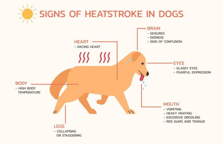 How to prevent overheating in dogs during exercise