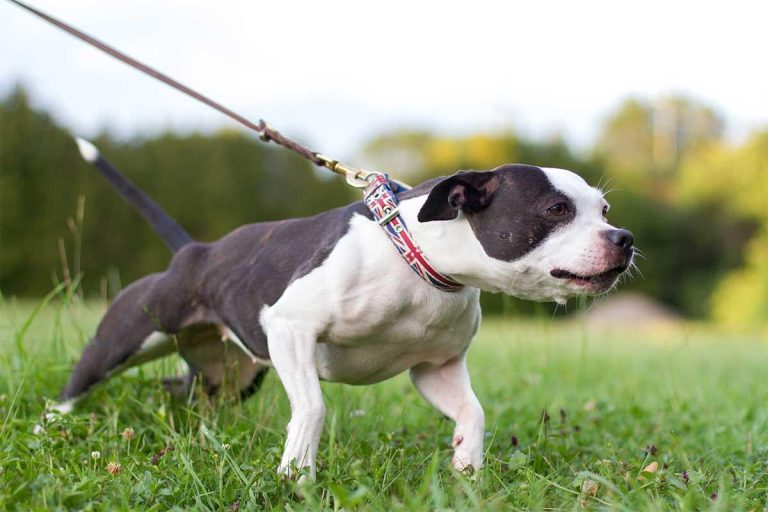 Best Tips for Handling a Dog That Pulls on the Leash