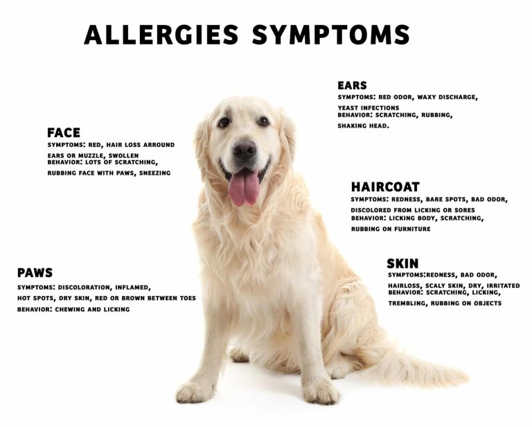 Best Ways to Avoid Dog Allergens in Your Home