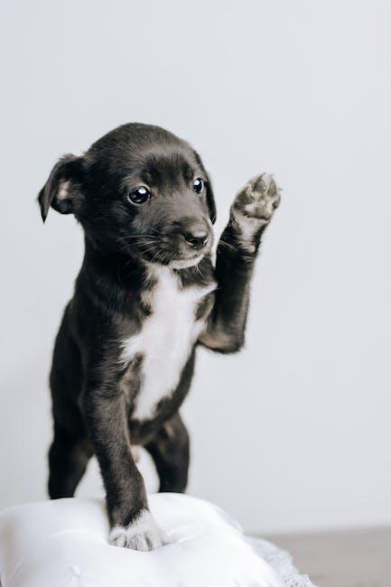 Master the Art of Potty Training Your Puppy