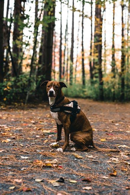 Understanding Trail Etiquette and Wildlife Awareness