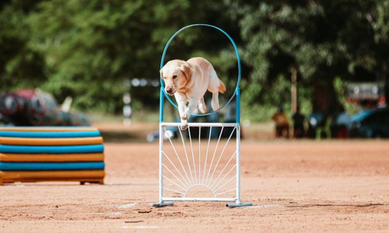 How to Create a Fun Dog Obstacle Course at Home