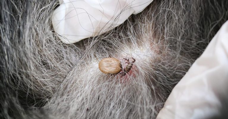 How to Tackle Ticks on Your Dog