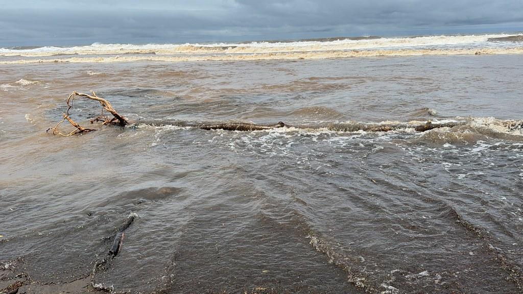 Understanding the Nutritional Benefits of Raw Chicken for Dogs