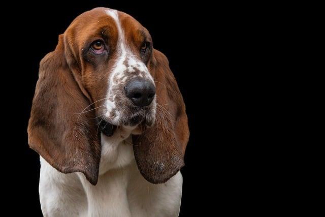 Tips for Grooming Short Haired Dogs
