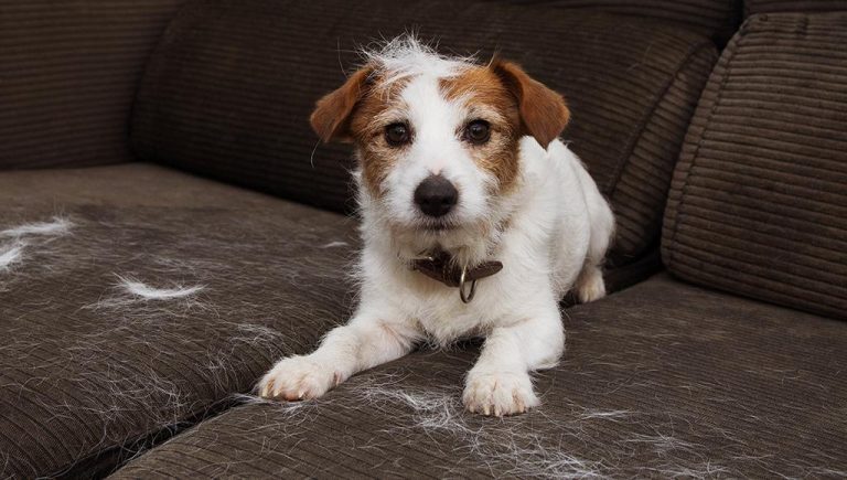 How to Deal with Dog Hair in Your Home