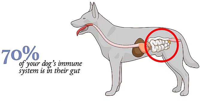 Foods to Boost Your Dog’s Immune System