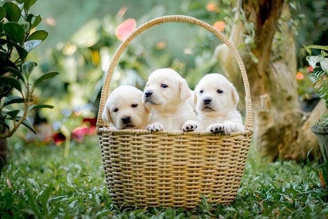 Puppy Nutrition 101: What You Need to Know