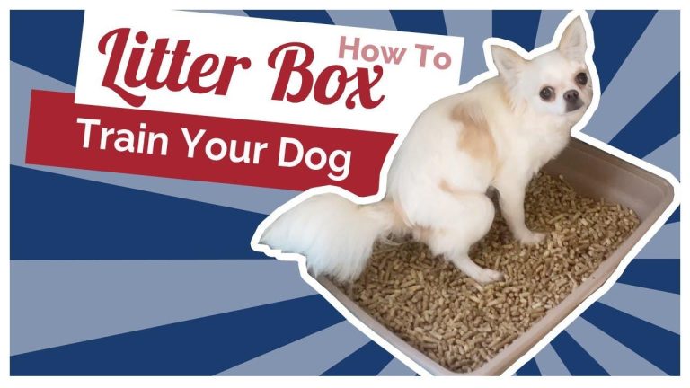 How to Train Your Dog to Use a Litter Box
