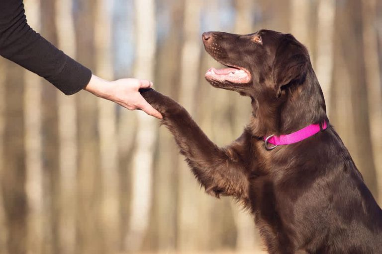 How to teach a dog to stay in the yard without a fence