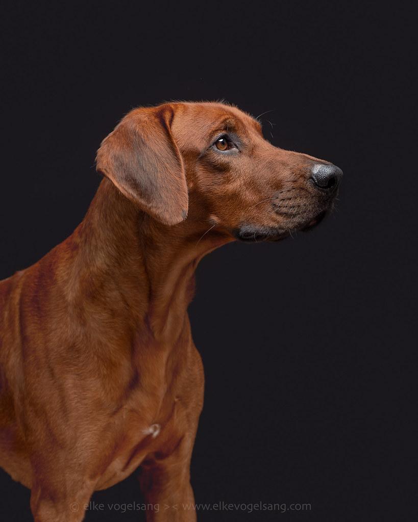 Exploring Technology: Using Pet Cameras and Treat Dispensers