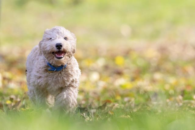 How to Prevent Your Dog from Destroying Toys