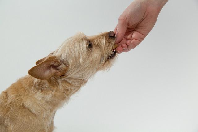 How to use rewards effectively in dog training sessions