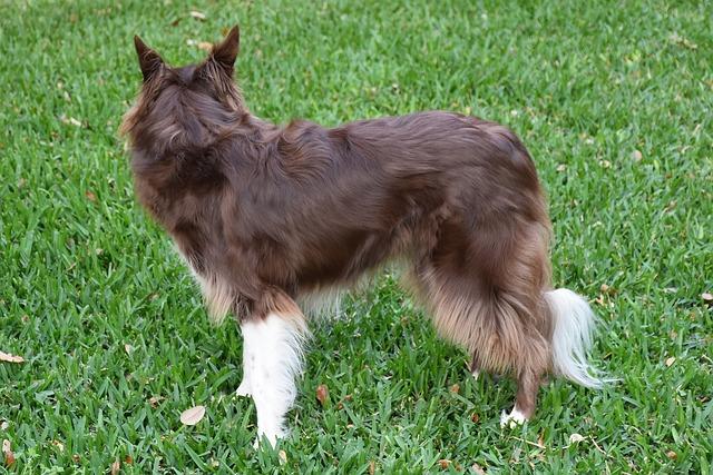Best grooming routines for dogs in hot climates