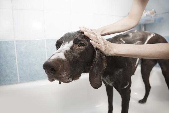 Understanding the Health Benefits of Regular Grooming